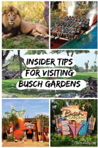 Insider-Tips-for-visiting-Busch-Gardens-533x800